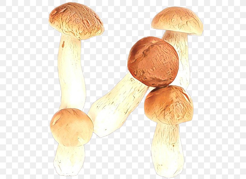 Mushroom Agaricaceae Agaricus Champignon Mushroom Edible Mushroom, PNG, 595x595px, Cartoon, Agaricaceae, Agaricomycetes, Agaricus, Bolete Download Free