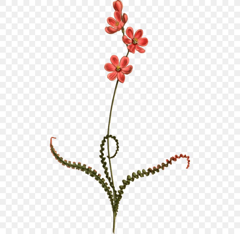 Babiana Stricta Flower Clip Art Leaf Petal, PNG, 480x800px, Watercolor, Cartoon, Flower, Frame, Heart Download Free
