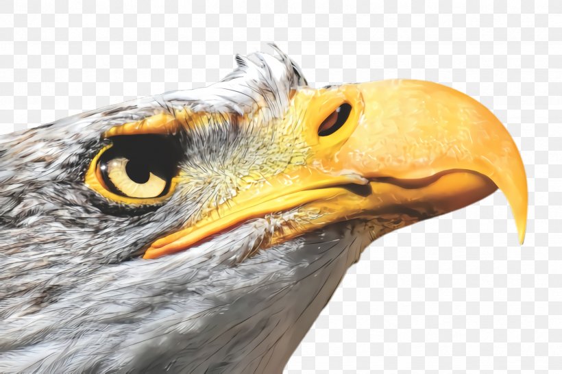 Bird Beak Eagle Bird Of Prey Golden Eagle, PNG, 2448x1632px, Bird, Accipitridae, Bald Eagle, Beak, Bird Of Prey Download Free