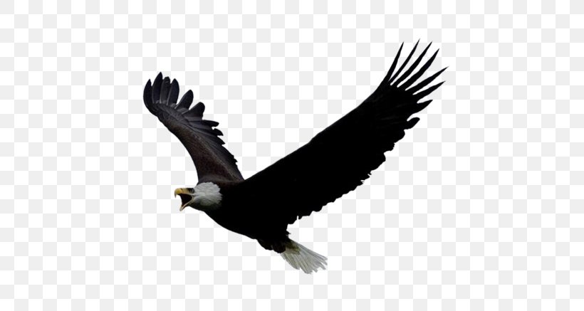 Bird Of Prey Bald Eagle Clip Art, PNG, 600x437px, Bird, Accipitriformes, Bald Eagle, Beak, Bird Of Prey Download Free