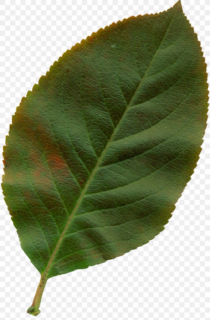 Autumn Leaf Color Plant Clip Art, PNG, 840x1280px, Leaf, Autumn, Autumn Leaf Color, Elm Family, Nature Download Free