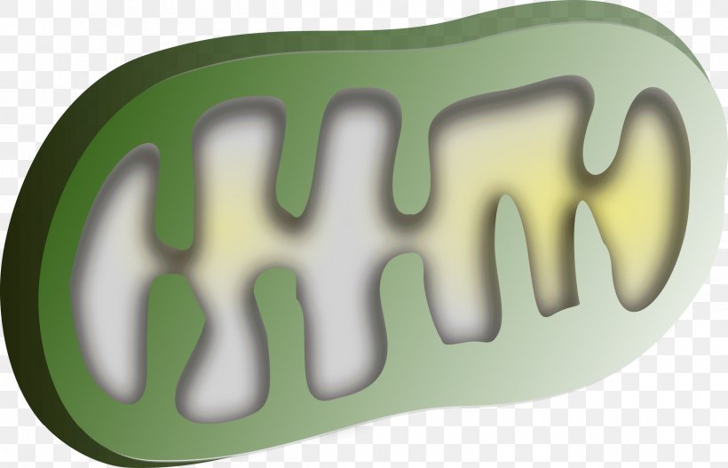 Chloroplast Mitochondrion Organelle Clip Art, PNG, 2400x1545px, Chloroplast, Anatomy, Biology, Brand, Cell Download Free