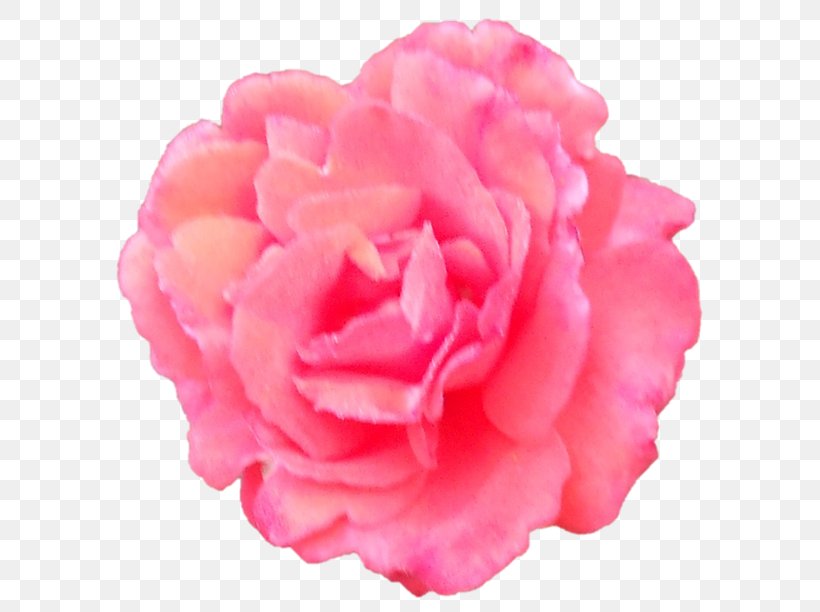 Garden Roses Cabbage Rose Japanese Camellia Cut Flowers Peony, PNG, 618x612px, Garden Roses, Artificial Flower, Cabbage Rose, Camellia, Carnation Download Free