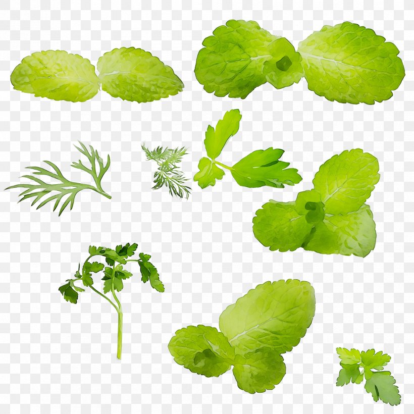 Leaf Greens Herbalism Plant Stem, PNG, 1757x1757px, Leaf, Annual Plant, Centella, Centella Asiatica, Flower Download Free