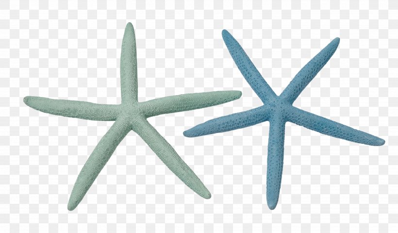 Linckia Laevigata Starfish Sea Urchin Marine Invertebrates, PNG, 3468x2032px, Linckia Laevigata, Blue, Coral, Echinoderm, Invertebrate Download Free
