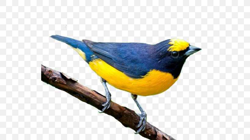 Bird Parrot, PNG, 550x460px, Bird, Beak, Eurasian Bullfinch, Eurasian Eagleowl, Eurasian Golden Oriole Download Free