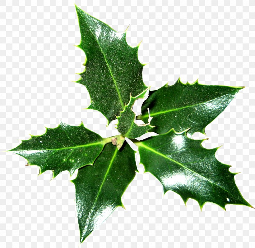 Common Holly Ilex Crenata Christmas Plant Magnolia, PNG, 1200x1170px, Common Holly, Aquifoliaceae, Aquifoliales, Christmas, Email Download Free