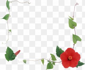 Flower - Flower Petal Photography PNG