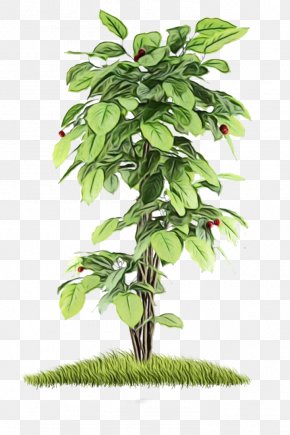 Herb Branch - Flower Tree PNG