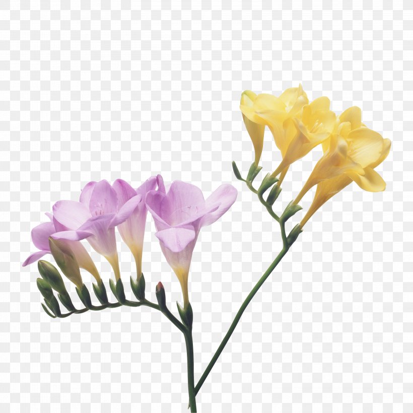 Freesia Cut Flowers Petal Bulb, PNG, 3156x3156px, Freesia, Artificial Flower, Branch, Bud, Bulb Download Free