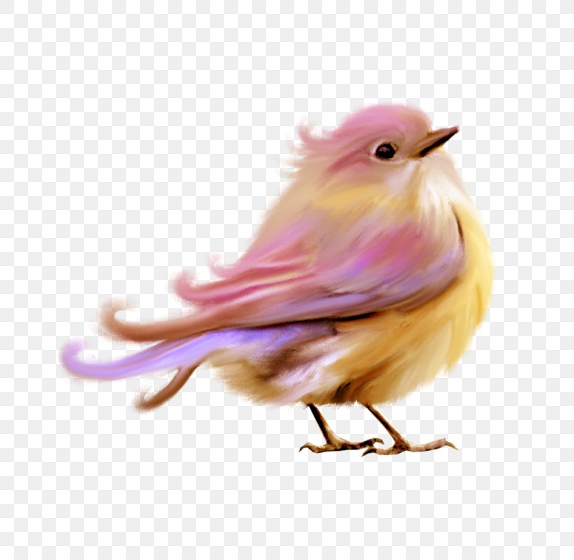 Lovebird Purple Clip Art, PNG, 800x800px, Bird, Beak, Bird Flight, Color, Drawing Download Free