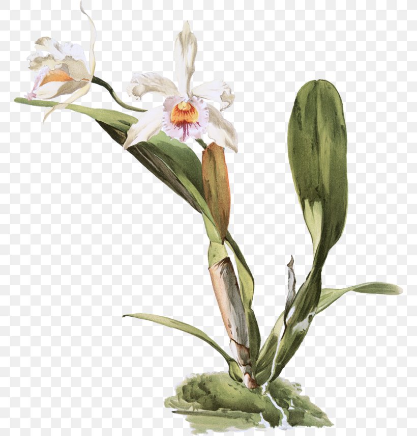 Moth Orchids Reichenbachia: Orchids Illustrated And Described Lindenia: Iconography Of Orchids Slipper Orchids Cattleya Lueddemanniana, PNG, 768x856px, Moth Orchids, Cattleya, Cattleya Aclandiae, Cattleya Orchids, Cut Flowers Download Free