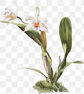Flower - Moth Orchids Reichenbachia: Orchids Illustrated And Described Lindenia: Iconography Of Orchids Slipper Orchids Cattleya Lueddemanniana PNG