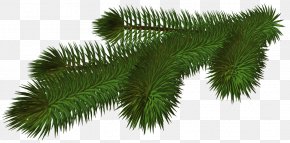 Transparent Pine Branch 3D Picture - Christmas Tree Branch Clip Art PNG