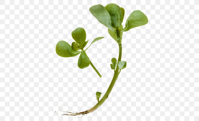 Common Purslane Extract Herb Perforate St Johns-wort Waterhyssop, PNG, 500x500px, Common Purslane, Bacopaside, Branch, Extract, Herb Download Free