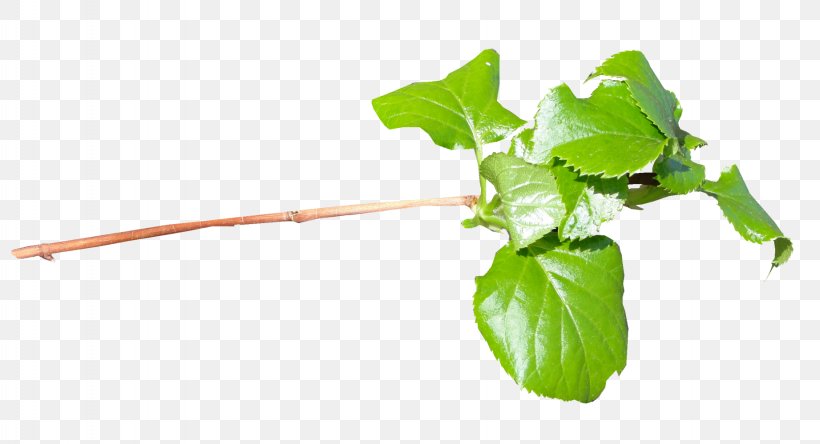 Leaf Vegetable Chard Plant Stem, PNG, 1843x999px, Leaf, Basil, Businessperson, Chard, Herb Download Free