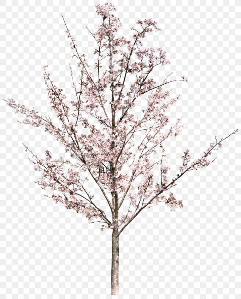 National Cherry Blossom Festival Image, PNG, 825x1024px, Cherry Blossom, Blossom, Branch, Flower, Flowering Plant Download Free