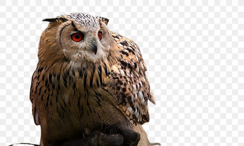 Owl Bird Bird Of Prey Beak Falcon, PNG, 2584x1548px, Owl, Beak, Bird, Bird Of Prey, Falcon Download Free