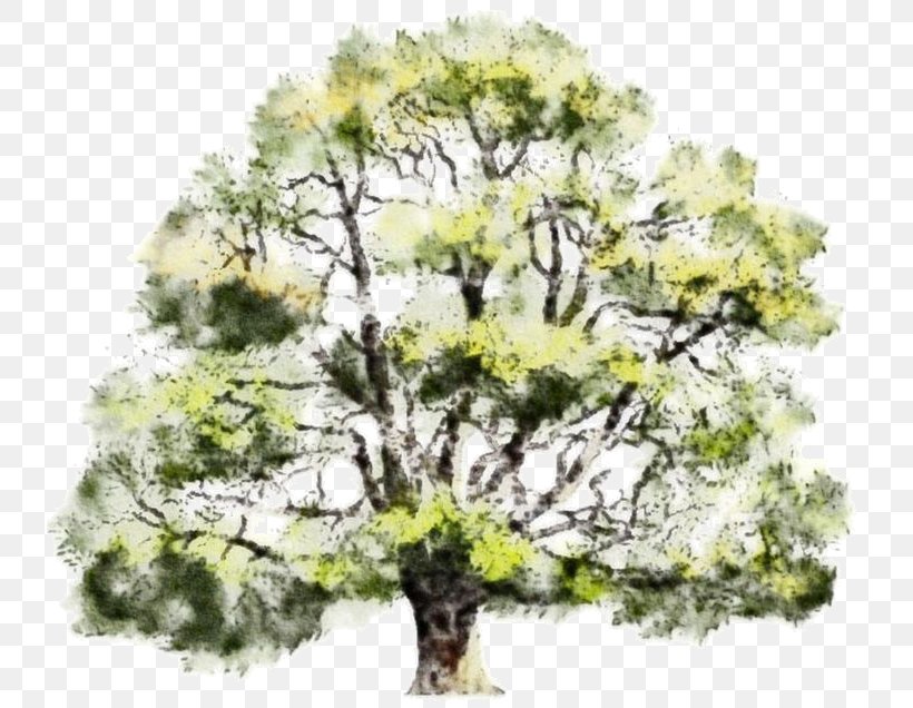 Plane, PNG, 736x636px, Tree, Branch, Drawing, Flower, Grass Download Free