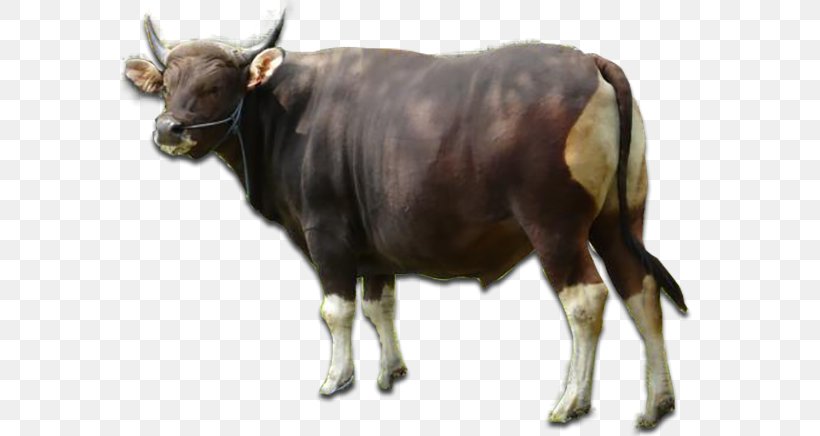Taurine Cattle Angus Cattle Livestock Apache HTTP Server, PNG, 580x436px, Taurine Cattle, Advanced Systems Format, Angus Cattle, Apache Http Server, Bull Download Free