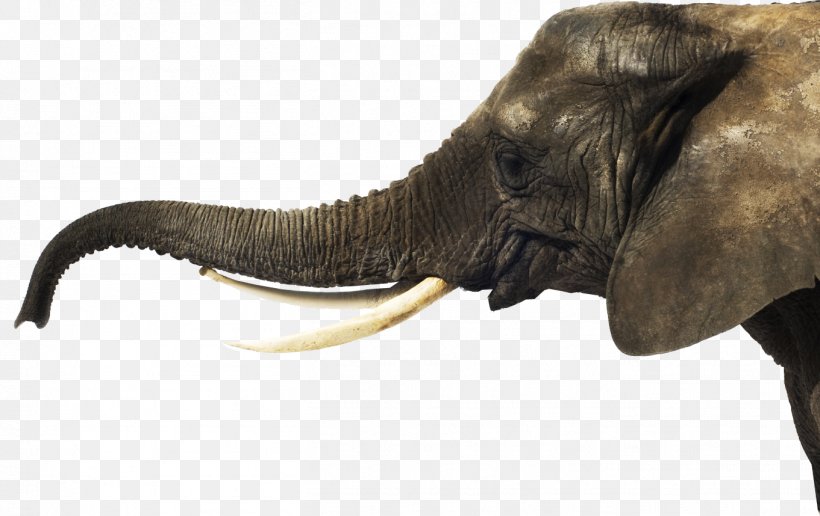 A Day With An Elephant Lukas Waldenbeck Philip Shea YouTube, PNG, 1361x858px, Day With An Elephant, African Elephant, Elephant, Elephants And Mammoths, Eyewitness Download Free