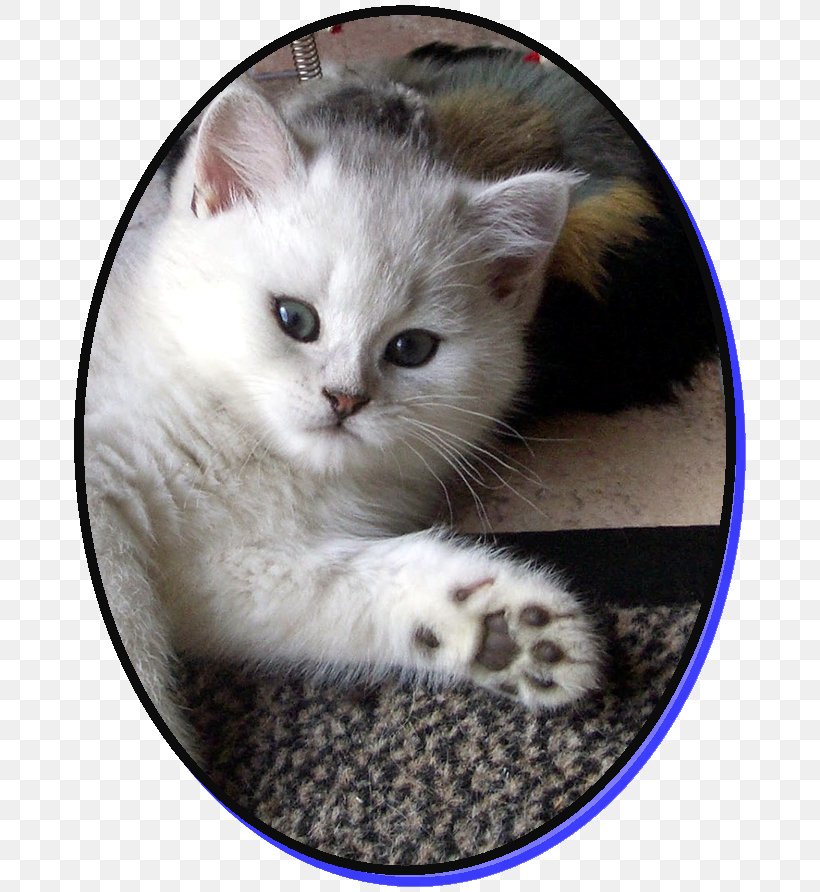 British Semi-longhair Asian Semi-longhair Whiskers Kitten Ragamuffin Cat, PNG, 682x892px, British Semilonghair, Asian Semi Longhair, Asian Semilonghair, British Semi Longhair, British Shorthair Download Free