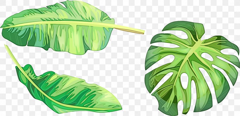 Drawing Of Family, PNG, 2138x1036px, Swiss Cheese Plant, Arum Family, Drawing, Flower, Green Download Free