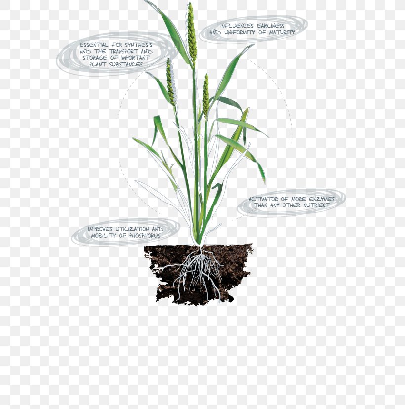 Leaf Grasses Herb Plant Stem Flowerpot, PNG, 600x828px, Leaf, Flowerpot, Grass, Grass Family, Grasses Download Free