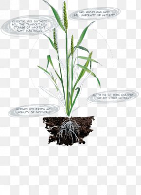 Leaf - Leaf Grasses Herb Plant Stem Flowerpot PNG