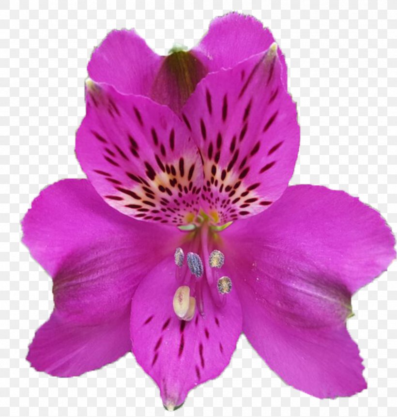 Lily Of The Incas Dalat Hasfarm Violet Color Red, PNG, 2412x2535px, Lily Of The Incas, Alstroemeriaceae, Annual Plant, Color, Da Lat Download Free