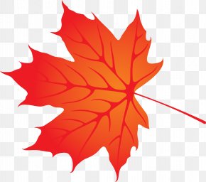 Maple Leaf - Maple Leaf Autumn PNG