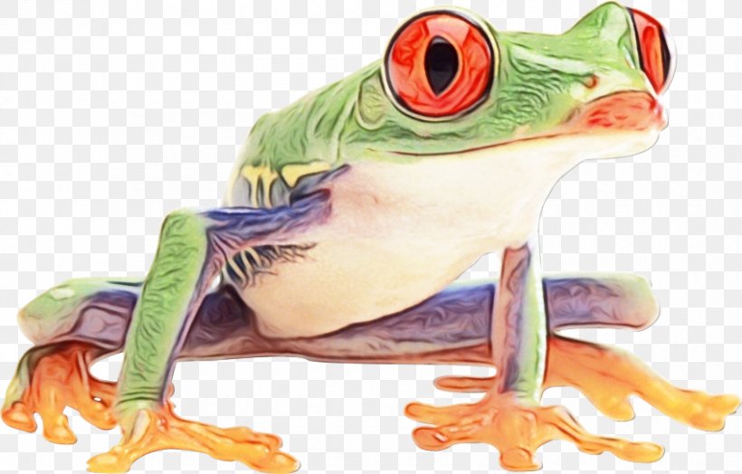 True Frog Red-eyed Tree Frog Toad, PNG, 850x544px, True Frog, Agalychnis, Amphibian, Animal, Art Download Free