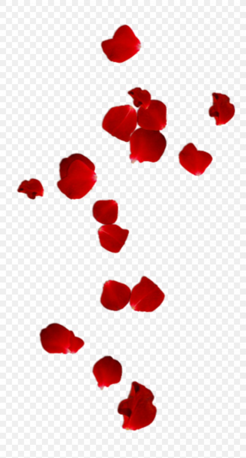 Valentine's Day, PNG, 1460x2715px, Red, Coquelicot, Flower, Heart, Love Download Free