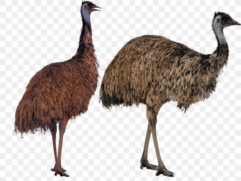 Common Ostrich Bird Emu Lotion Cassowary, PNG, 2786x2088px, Common Ostrich, Animal, Beak, Bird, Bird Egg Download Free