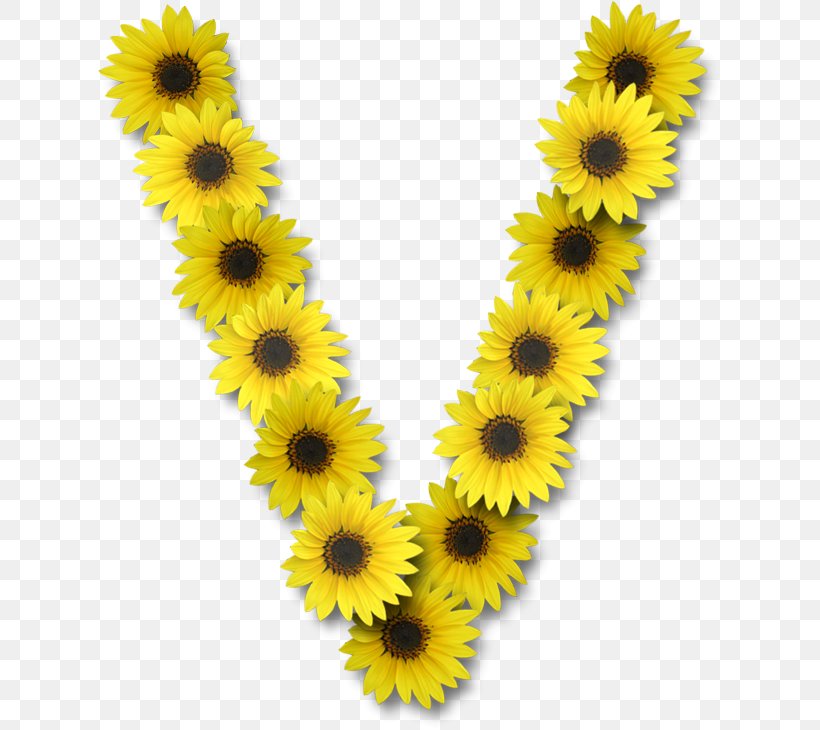 Common Sunflower Letter V Alphabet, PNG, 623x730px, Common Sunflower, Alphabet, Daisy Family, Flower, Flowering Plant Download Free