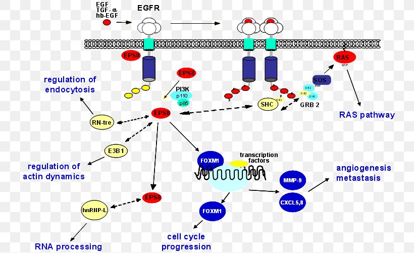 Epidermal Growth Factor Receptor Kinase Enzyme Substrate, PNG, 750x501px, Epidermal Growth Factor Receptor, Area, Cell Signaling, Diagram, Endocytosis Download Free