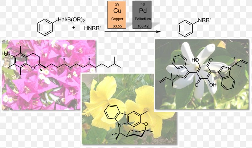 Floral Design Aromatic Amine Aryl Heterocyclic Compound Aromaticity, PNG, 1156x682px, Floral Design, Aliphatic Compound, Amine, Aromatic Amine, Aromaticity Download Free