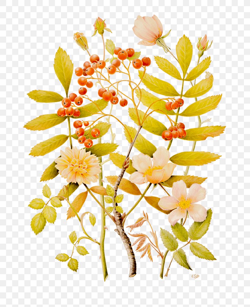 Floral Design Cut Flowers Twig Plant Stem, PNG, 702x1008px, Floral Design, Blossom, Branch, Cut Flowers, Flora Download Free