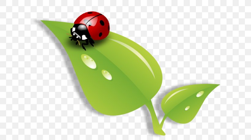 Ladybird Beetle Leaf Clip Art Streamline Creations LLC, PNG, 619x457px, Ladybird Beetle, Beetle, Child, Email, Grass Download Free