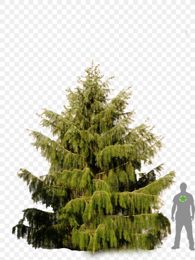 Larch Pine Fir Picea Breweriana Spruce, PNG, 900x1200px, Larch, Arborvitae, Biome, Cedar, Christmas Decoration Download Free