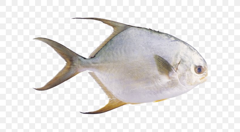 Pompano Pampus Argenteus Stromateidae Fish Common Carp, PNG, 600x450px, Pompano, Aquaculture, Bony Fish, Bony Fishes, Carangidae Download Free