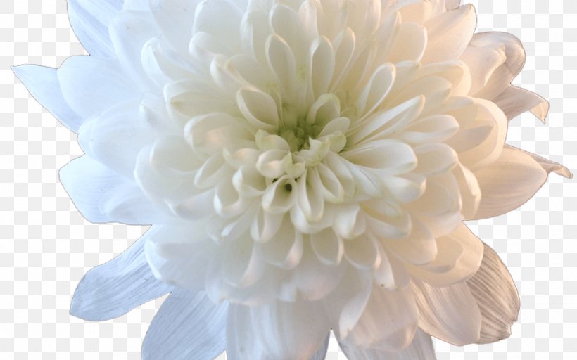 Transparency Flower Image Desktop Wallpaper, PNG, 1368x855px, Flower, Black And White, Chrysanthemum, Chrysanths, Common Daisy Download Free