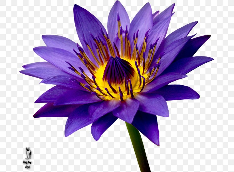 Purple Flower Petal Blue Pollen, PNG, 685x604px, Purple, Annual Plant, Aquatic Plant, Aquatic Plants, Aster Download Free