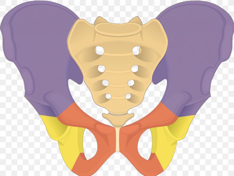 Hip Bone Ilium Pelvis Obturator Foramen Anatomy, PNG, 834x630px, Watercolor, Cartoon, Flower, Frame, Heart Download Free