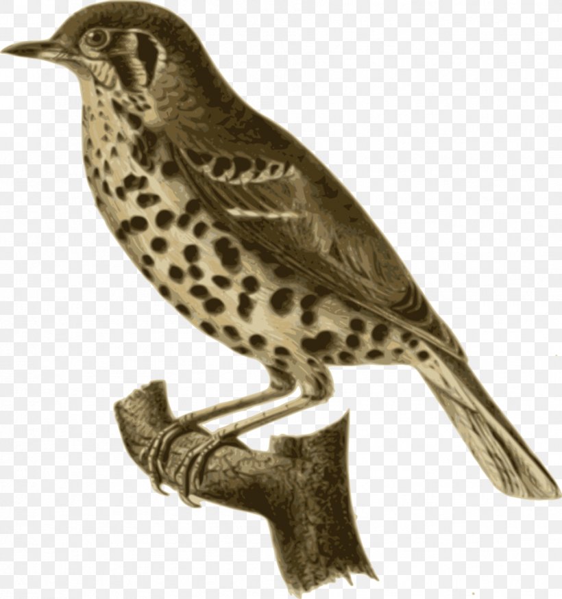 Bird Beak Feather, PNG, 958x1023px, Bird, Animal, Beak, Bird Of Prey, Brown Thrasher Download Free