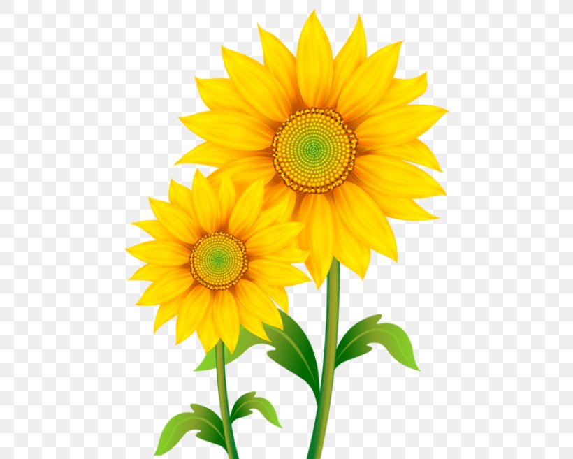 Clip Art Common Sunflower Image Openclipart, PNG, 480x657px, Common Sunflower, Annual Plant, Cut Flowers, Daisy Family, Document Download Free