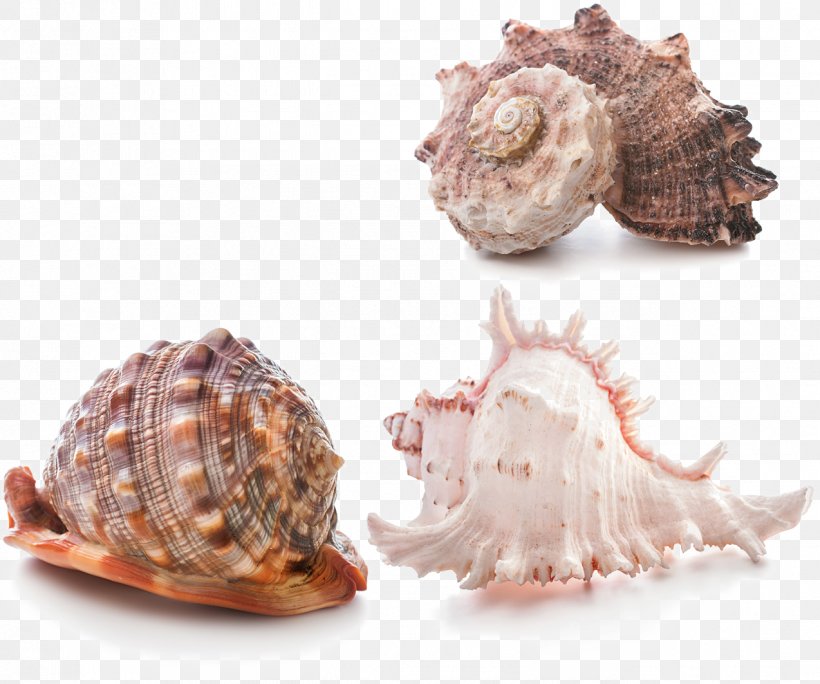 Seashell Stock Photography Stock.xchng, PNG, 1274x1063px, Seashell, Animal Product, Animal Source Foods, Clams Oysters Mussels And Scallops, Cockle Download Free