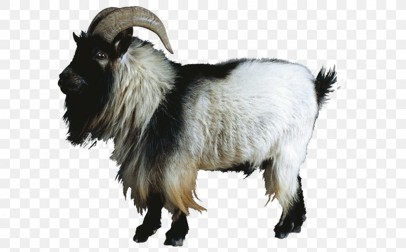 Sheep–goat Hybrid Sheep–goat Hybrid Cattle, PNG, 1276x791px, Goat, Cattle, Cow Goat Family, Feral Goat, Fur Download Free
