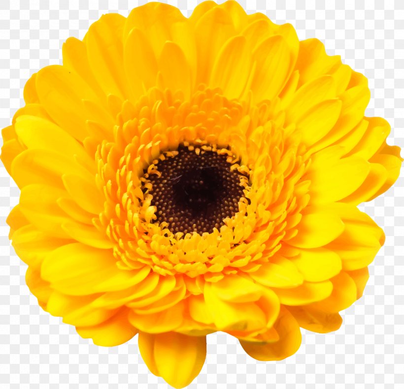 Transvaal Daisy Common Sunflower Stock Photography Yellow, PNG, 2400x2318px, Transvaal Daisy, Calendula, Chrysanthemum, Chrysanths, Color Download Free