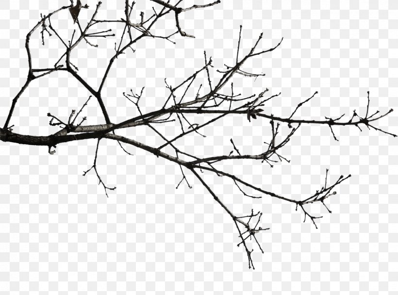Twig Download Icon, PNG, 1234x915px, Twig, Area, Black, Black And White, Branch Download Free